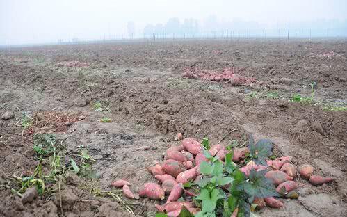 紅薯滯銷，汗水與淚水交織的秋收之痛